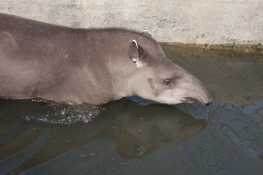Animale - Tapiro