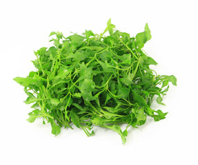 water cress on white background