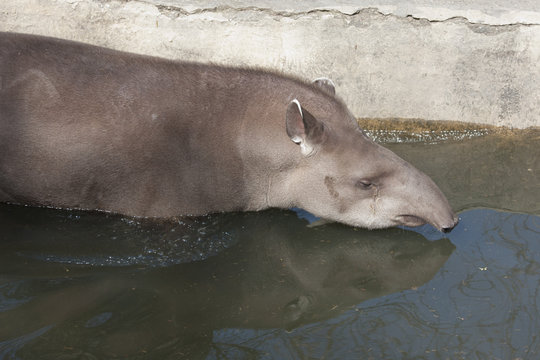 Animale - Tapiro