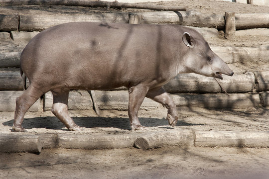 Tapiro d oro foto de Stock