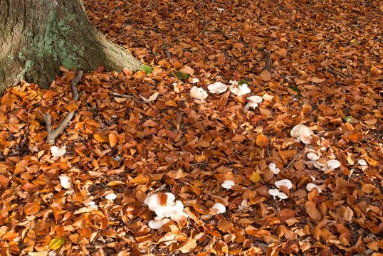 Hexenring im Buchenwald, L&uuml;neburger Heide, Niedersachsen, Deutschland, Europa