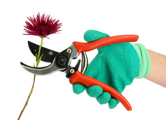 cutting flower with pruning shears   isolated on white