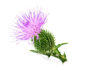 thistle