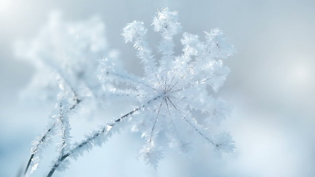 plants in the snow