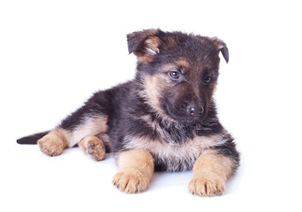 German shepherd puppy