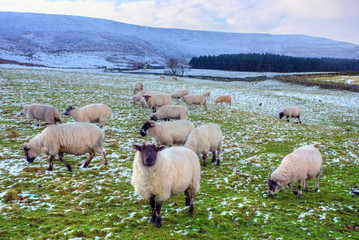 Obraz premium Flock of black face sheep grazing in winter.