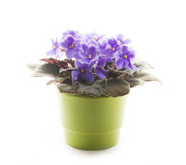 violet in pot