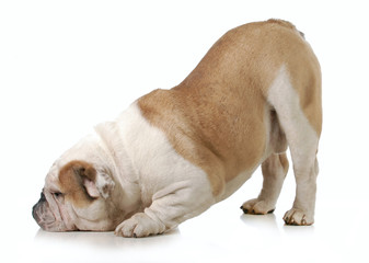 dog bowing