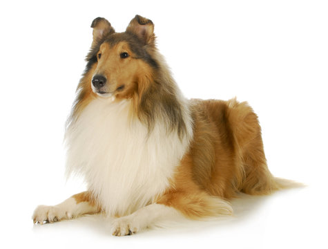 Collie