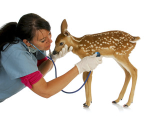 wildlife vet