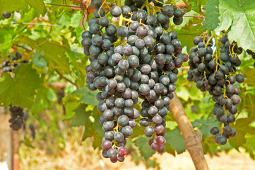 Vineyard in Thailand