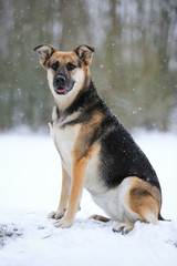 Hund - Schäferhund