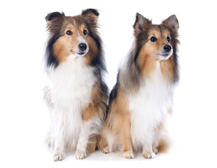 Obraz premium shetland dogs
