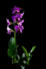 Fototapeta na wymiar Blooming purple orchid.