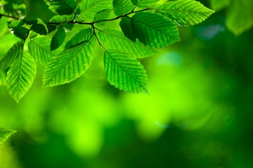 green leaves