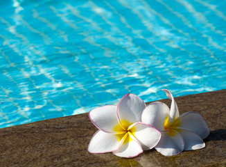 Fototapeta na wymiar kwiat na basenie