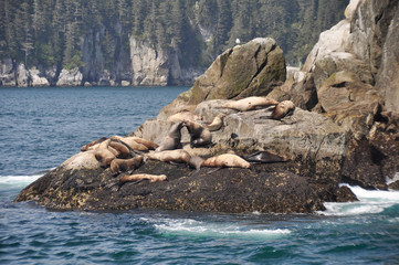 Colony of sea lions at Resurrection Bay (Alaska)