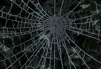 Spiders web
