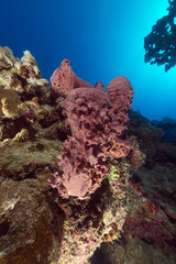 Prickly tube-sponge and tropical reef in the Red Sea.