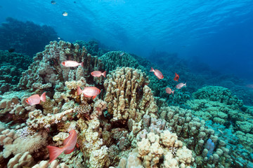 Crescent-tail bigeyes and tropical reef in the Red Sea.