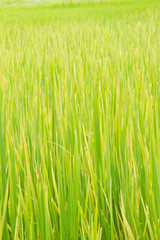 Fototapeta na wymiar rice fields background and texture