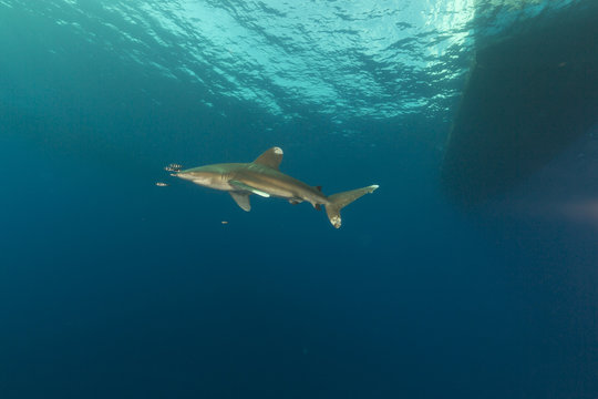 Oceanic whitetip shark (carcharhinus longimanus)