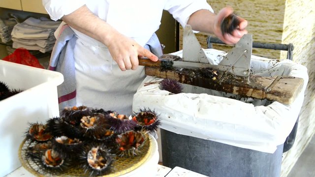 erizos de mar