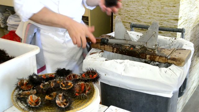 erizos de mar