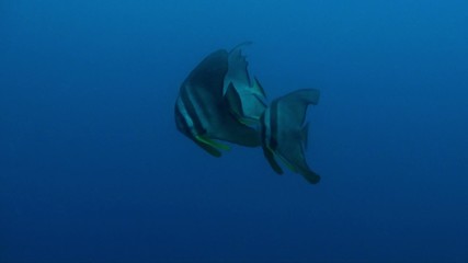 batfish in the blue