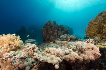 Fish and tropical reef in the Red Sea.