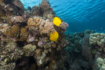 Naklejka na ściany i meble Masked butterflyfish i tropikalne rafy w Morzu Czerwonym.