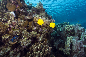 Plakat Masked butterflyfish i tropikalne rafy w Morzu Czerwonym.
