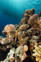 Giant clam and tropical reef in the Red Sea.
