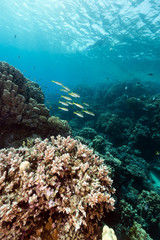 Naklejka na ściany i meble Ryby i tropikalne rafy w Morzu Czerwonym.