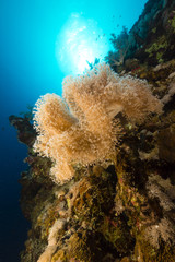Naklejka na ściany i meble Slimy koral skóra i tropikalne rafy w Morzu Czerwonym.