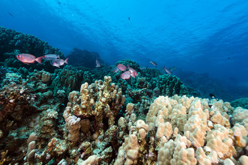 Fototapeta na wymiar Crescent-tail Bigeyes i tropikalnej rafie w Morzu Czerwonym.