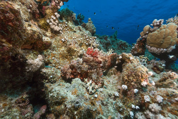 Naklejka na ściany i meble Smallscale scorpionfish i tropikalne rafy w Morzu Czerwonym.