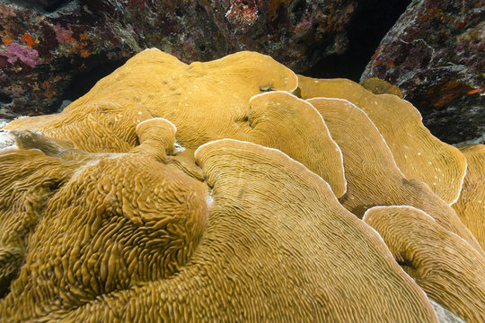 Elephant ear coral (mycedium elephantotus) in the Red Sea.
