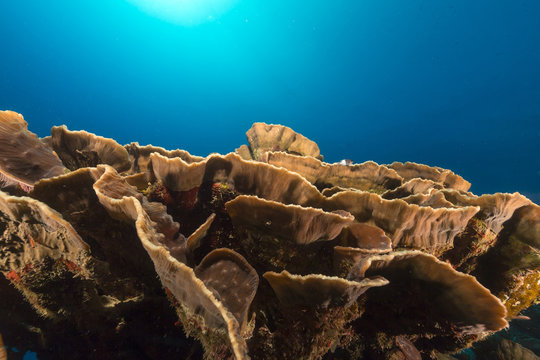 Elephant ear coral (mycedium elephantotus) in the Red Sea.