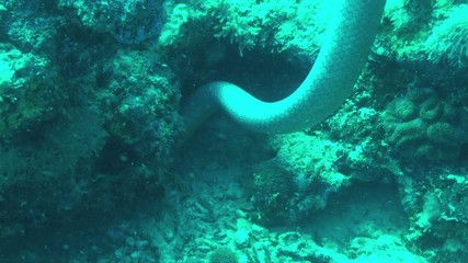 olive sea snake
