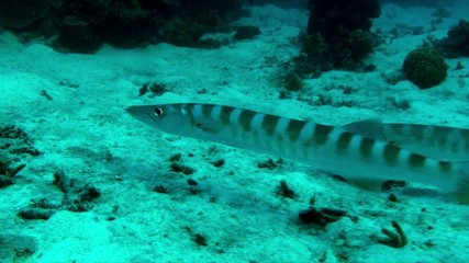 Barracuda