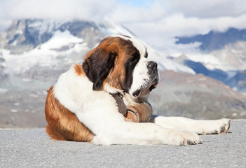 St. Bernard Dog