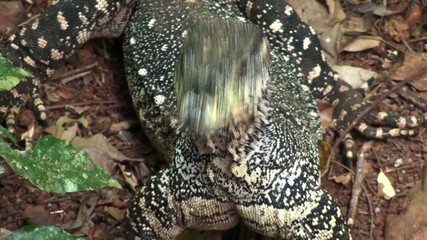 lace monitor