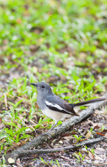 Fototapeta premium Femal Oriental Magpie Robin bird on the ground
