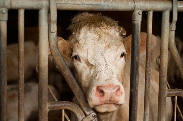 vache &agrave; l'&eacute;table