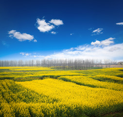 Obraz premium rapeseed field against a blue sky