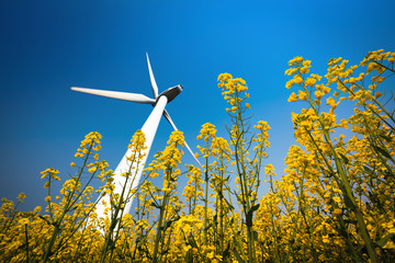 a big wind turbine in rapeseed field