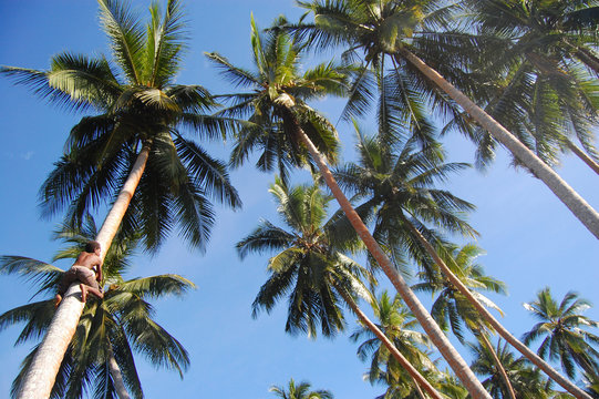 Boy climbs at coconut palm