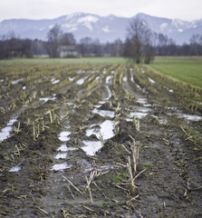 geschnittenes maisfeld in bayern mit alpenblick