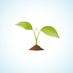 Young plant isolated